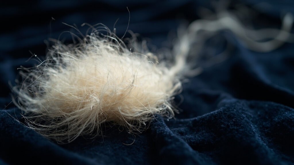 Gros plan de fibres de cachemire fines et translucides sur velours noir.